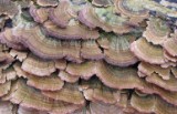 tree_fungus_2