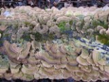 tree_fungus_1