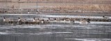 canada_geese_1