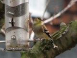 goldfinch3_012007