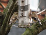 goldfinch4_012007