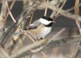 chickadee_022007