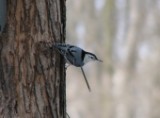 wb_nuthatch1_032007