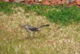 northern_mockingbird1_032007