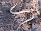 little_snake_032007