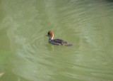 hooded_merganser_1