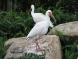 white_ibis_5