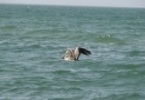 pelican_2