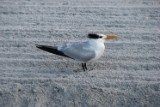 royal_tern_1