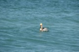 pelican_6