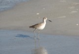 willet_1