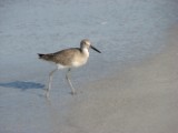 willet_3