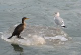 cormgull