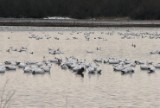 snowgeese1