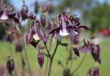 columbine_1