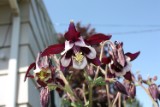 columbine_2