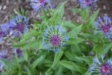 centaurea_1