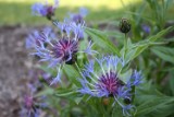 centaurea_2