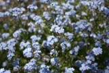 forget-me-not_1