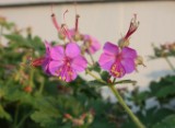 big-root-geranium