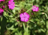 dianthus_3