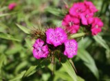 dianthus_4