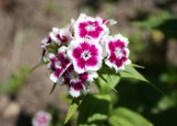 dianthus_5