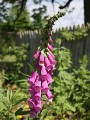 foxglove_1