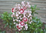 mountain_laurel