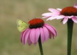 purple_coneflower