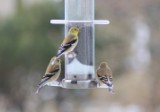 goldfinch_2