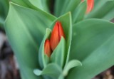 tulips_2