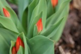 tulips_3