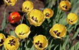 tulips_4