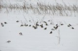 snow_buntings1