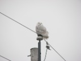 snowy_owl