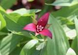 red_trillium