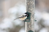 chickadee_1