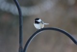 chickadee_3