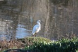 snowy_egret_2