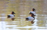 canvasback_1