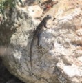 fence_lizard_2