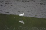 snowy_egret