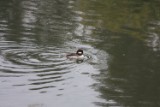 bufflehead