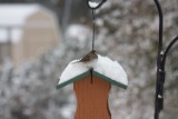 junco_2