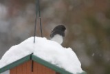 junco_1