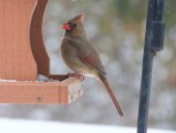 cardinal_1