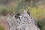 fence_lizards