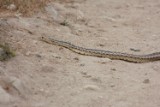 gopher_snake