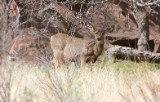 mule_deer